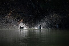 はばたき・・・