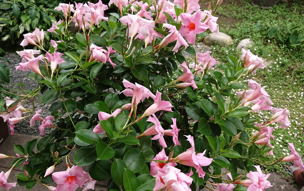 満開を過ぎた花・・・