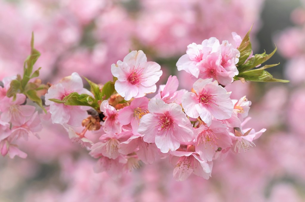 河津桜花・・・