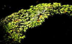 龍潭寺のモミジ　3