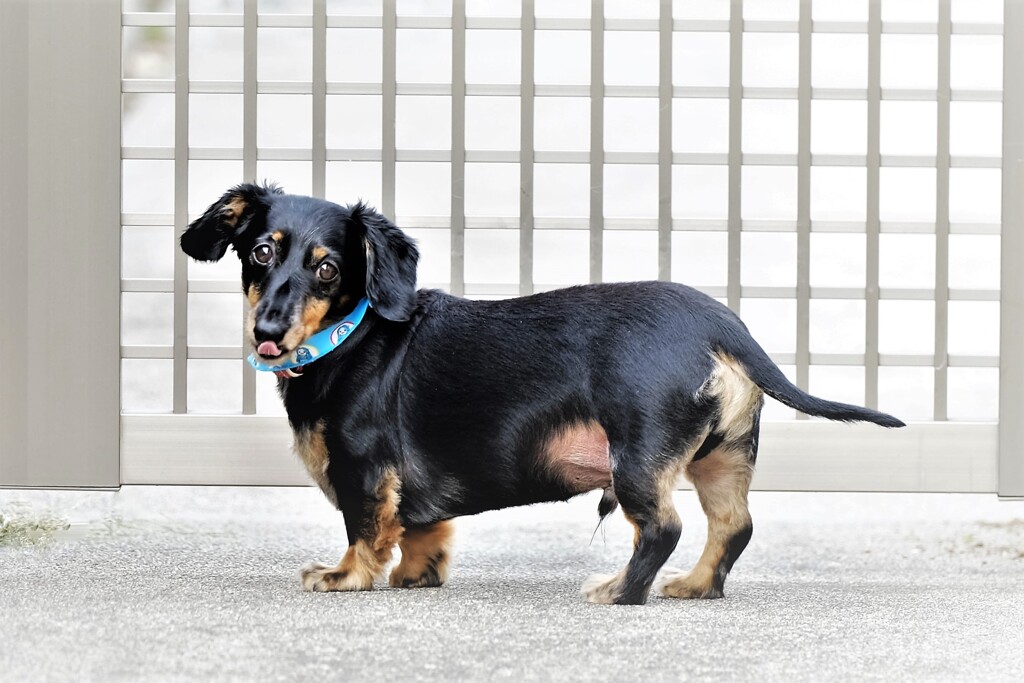 孫たちの愛犬・・・