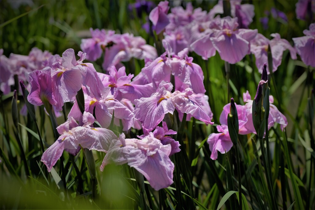 DSCF0004