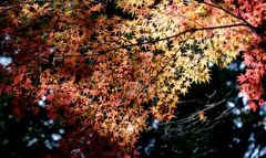 龍潭寺のモミジ　1