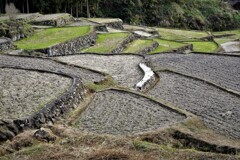 四谷の棚田　部分・・・