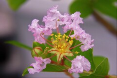 夏の木花・・・