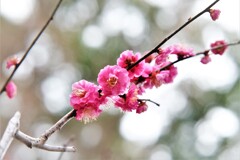 紅梅・・・5