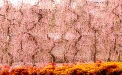春の光景・・・