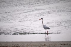 河口のアオサギ・・・