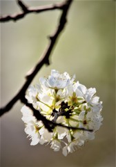 スモモの花塊・・・