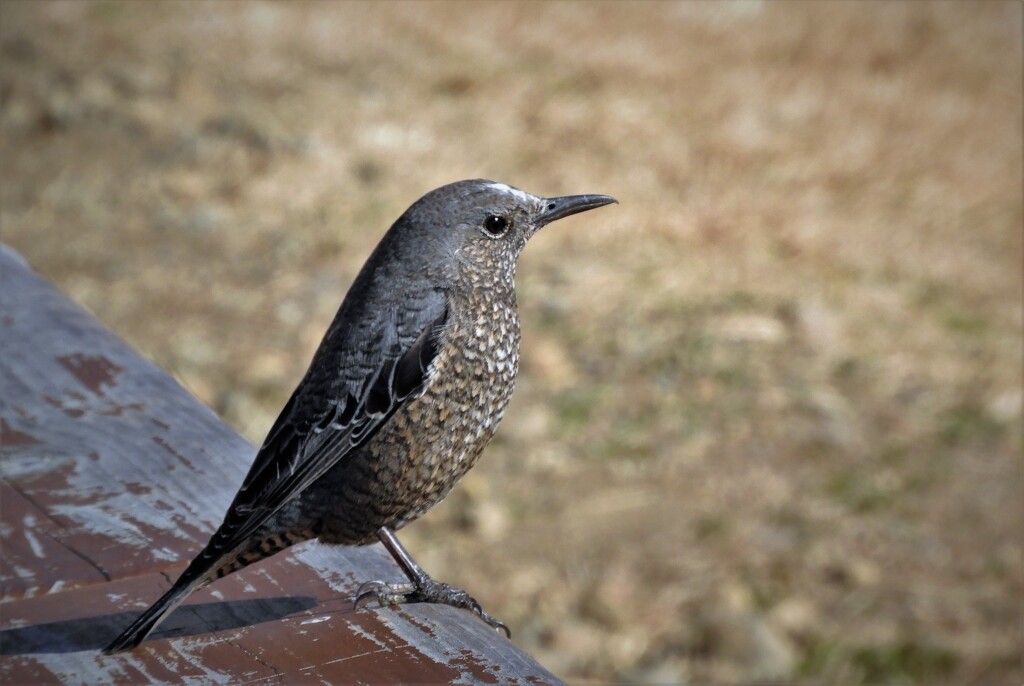 イソヒヨドリ雌親鳥・・・