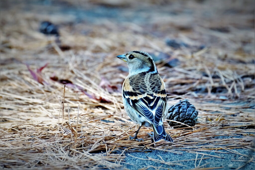 アトリが居た・・・