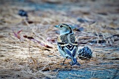 アトリが居た・・・