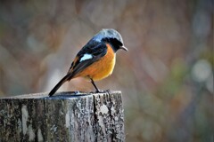 DSCF1144