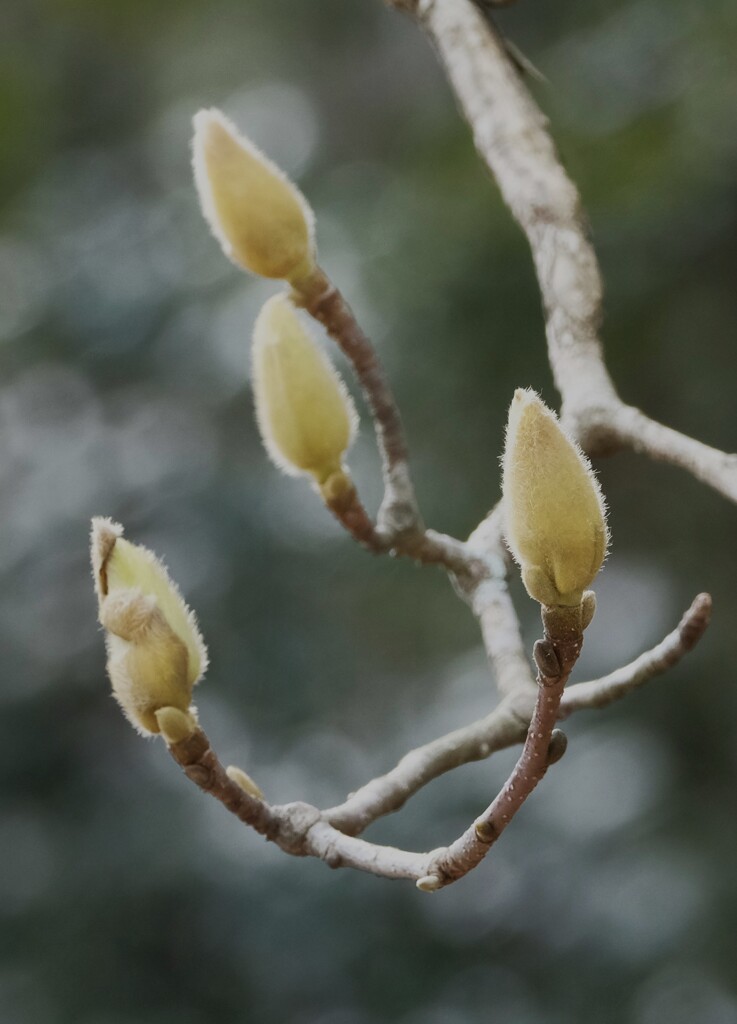 白木蘭の芽吹き・・・