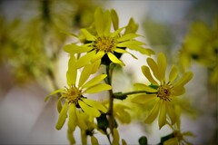 庭のツワブキの花・・・