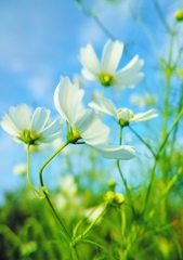 白い秋桜・・・