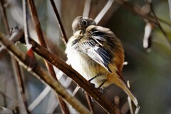 くつろぐジョビ子・・・