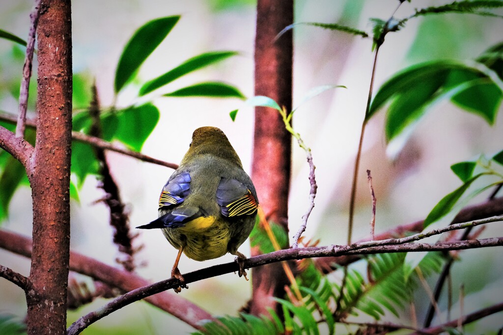 相思鳥　背中・・・