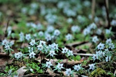 春を呼ぶ花・・・
