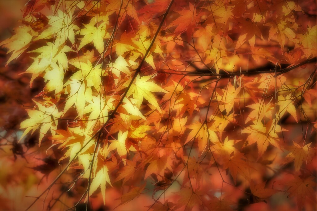 モミジ谷で・・・