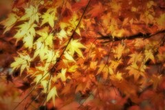 モミジ谷で・・・