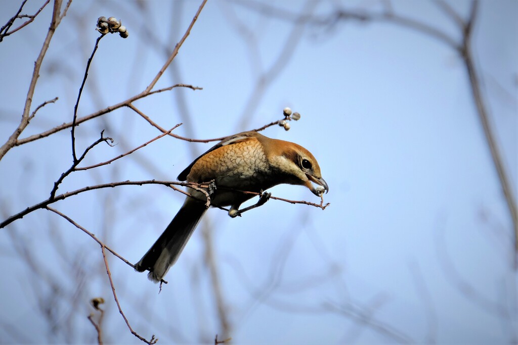 モズ　ナンキンハゼを喰らう・・・