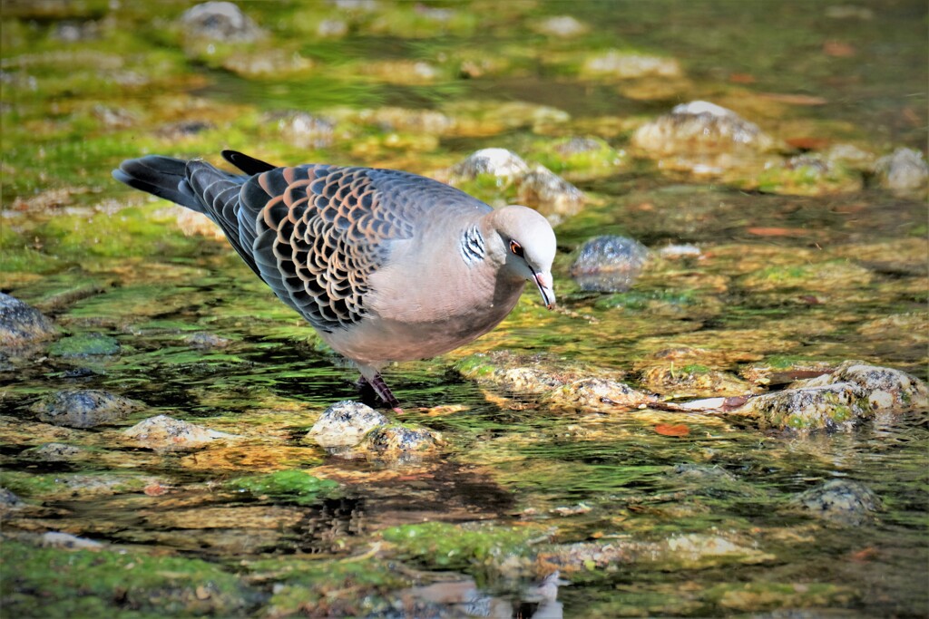 キジバト水飲み・・・