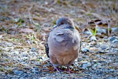 まるまるなキジバト・・・