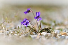 スミレの花咲く頃・・・
