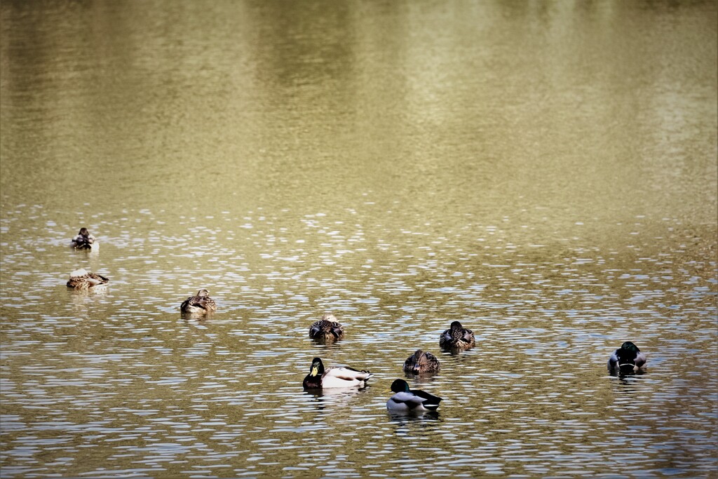 全員集合・・・