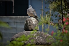 いつも庭に来る・・・