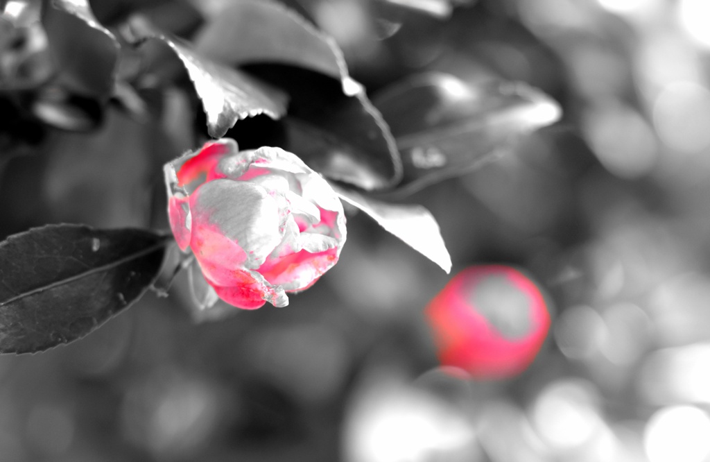 カメラ内のソフトで・・・