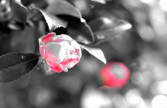 カメラ内のソフトで・・・