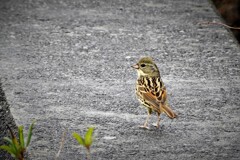 ビンズイさんかな・・・