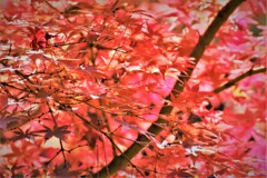 真っ赤な一本・・・