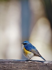 DSCF0018
