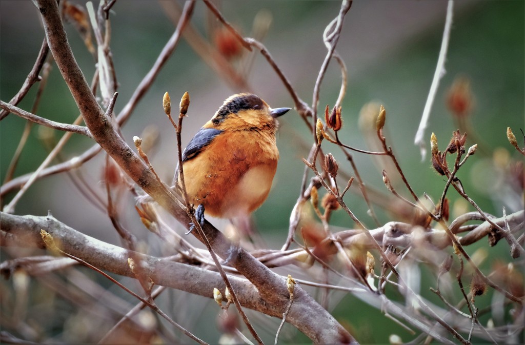 べんけいヤマガラだとか・・・