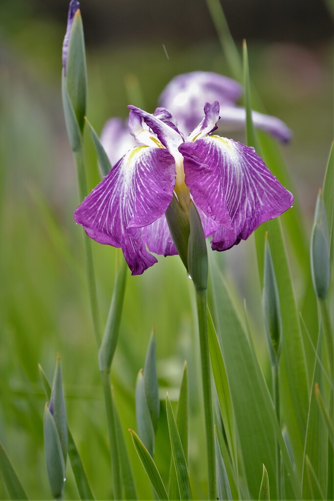 一輪   一株・・・