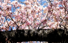 寒桜　1