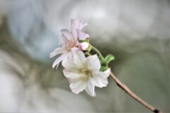 十月桜・・・