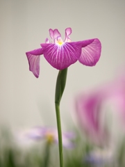 花菖蒲・・・4