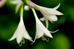 ギボウシ花・・・