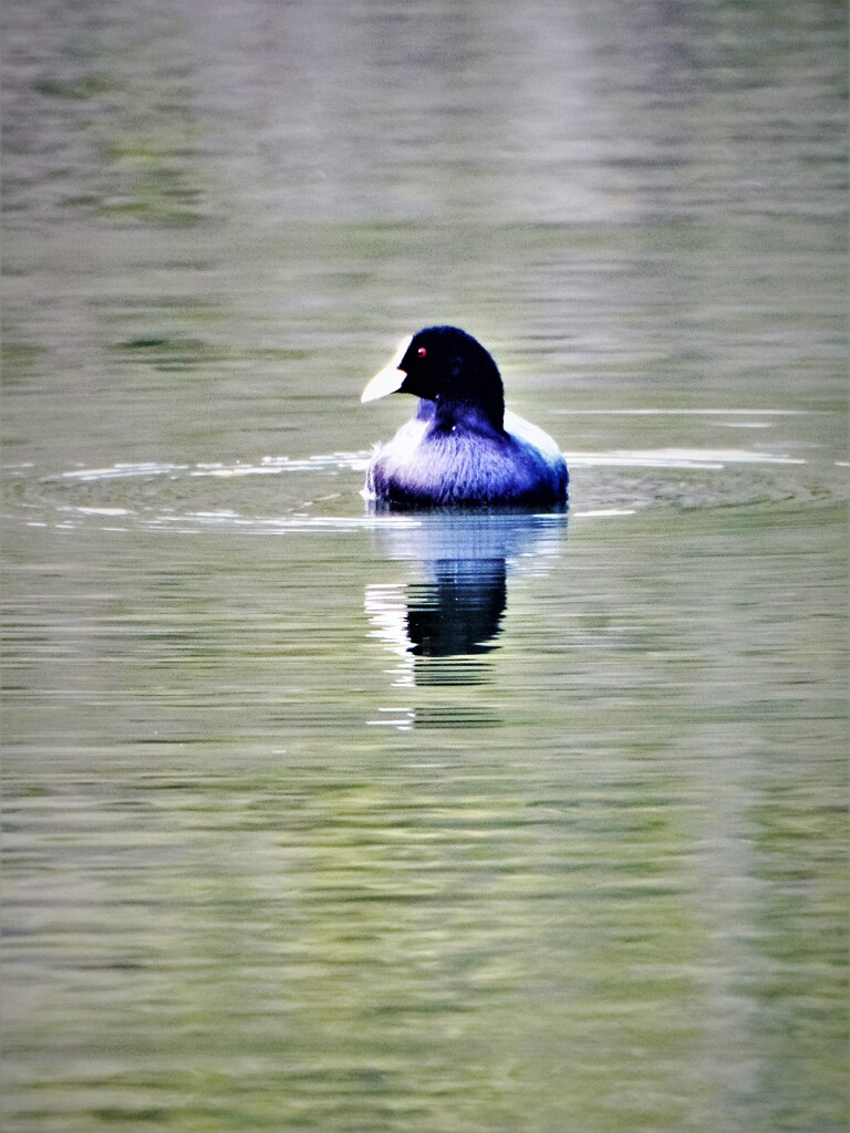 オオバンも帰ってきた・・・
