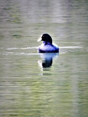 オオバンも帰ってきた・・・