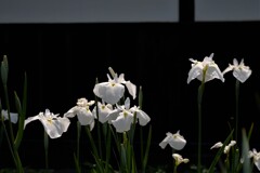 菖蒲　4