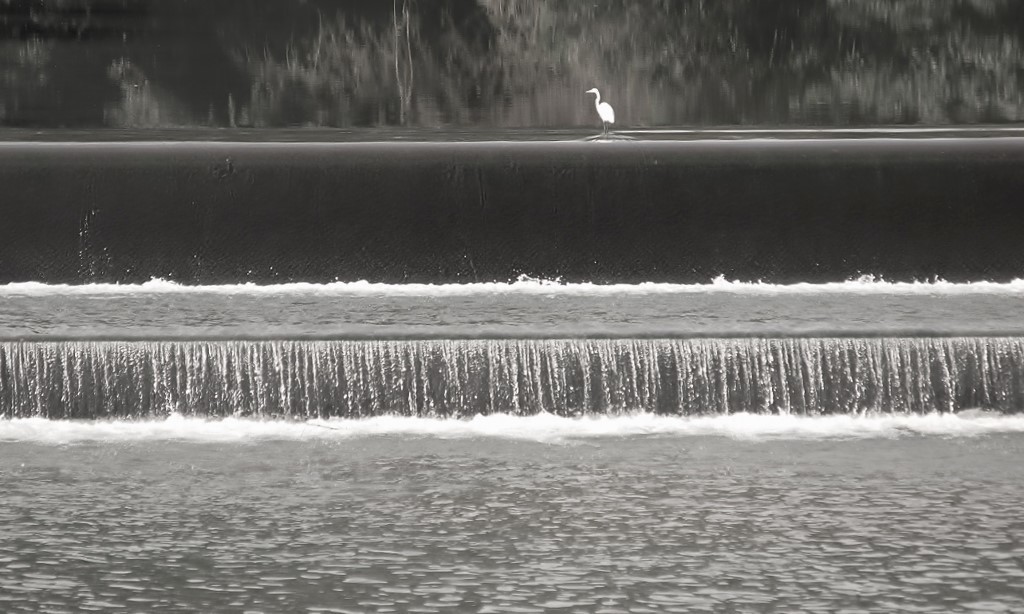 都田川にて・・・