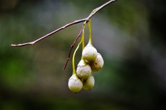 エゴの木の実・・・