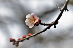 薄紅梅一輪・・・