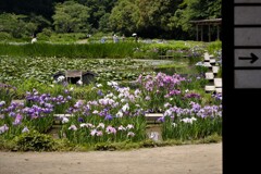 加茂荘菖蒲園・・・・