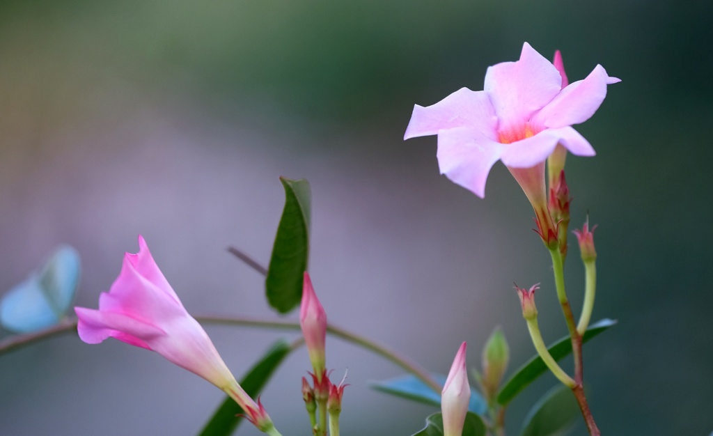 未だ咲いてた隣家の花・・・